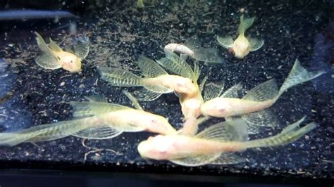 Fantasy Aquatics Long Fin Albino Bristlenose Pleco Youtube