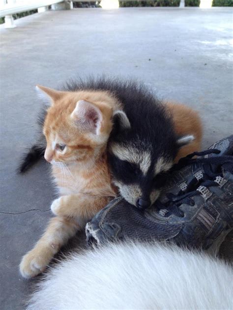 They eat many fruits, vegetables, bugs, little rodents, reptiles, amphibians, eggs, birds if they can catch them, carrion, human food in the garbage, and cat food and dog food that is serv. My friends cat is raising an abandoned raccoon with its ...