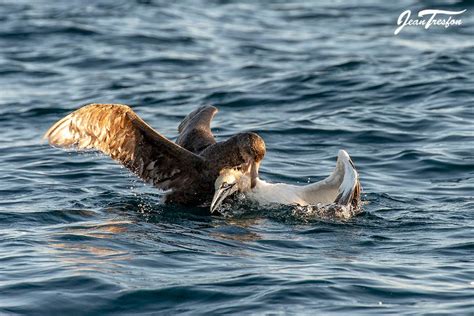 Agreement On The Conservation Of Albatrosses And Petrels A Northern