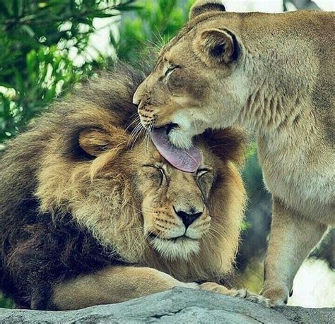 Lions And Tigers Lovers On Instagram How Would You Caption This🦁 Love