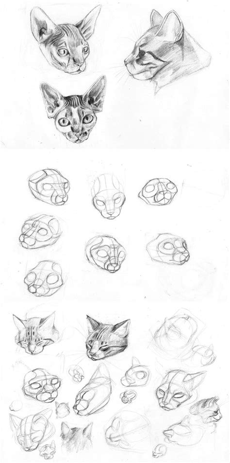 20 Cat Drawing Reference Face Aleya Wallpaper