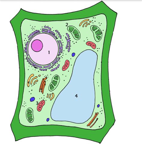 Learning The Plant Cells And Its Parts Quiz And Test
