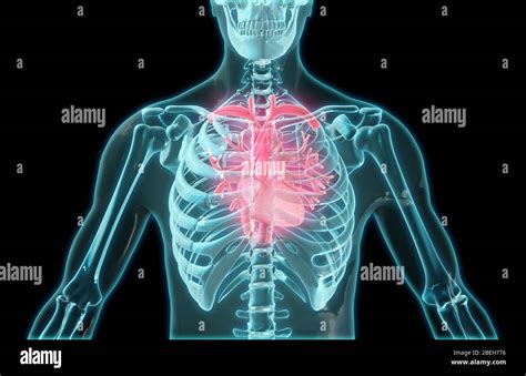Chest Ribs Hi Res Stock Photography And Images Alamy
