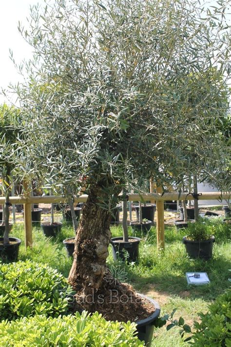 Ancient Olive Trees Olive Tree 260cm