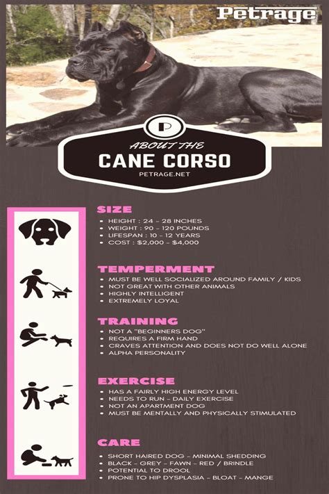 Cane Corso Infographic Cane Corso Dog Corso Dog Cane Corso