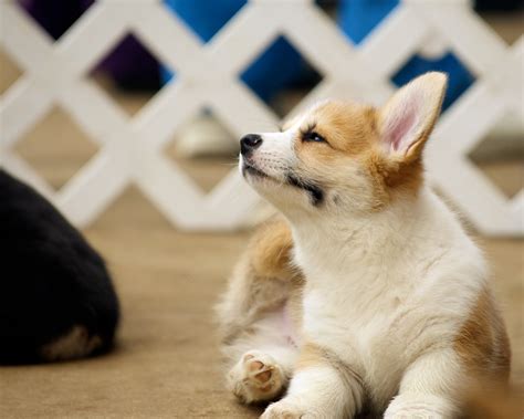 Corgi Puppies 112 Daniel Stockman Flickr