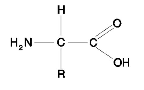 Basic Structure Of An Amino Acid Labeling Diagram Diagram Quizlet