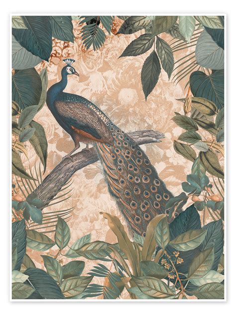 Vintage Peacock Print By Andrea Haase Posterlounge