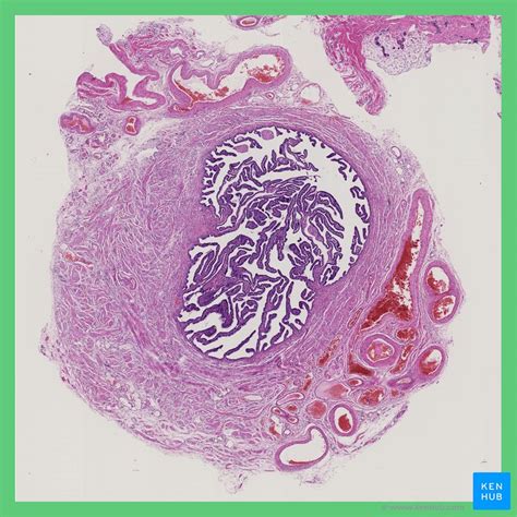 Fallopian Tubes Anatomy Histology And Embryology Kenhub