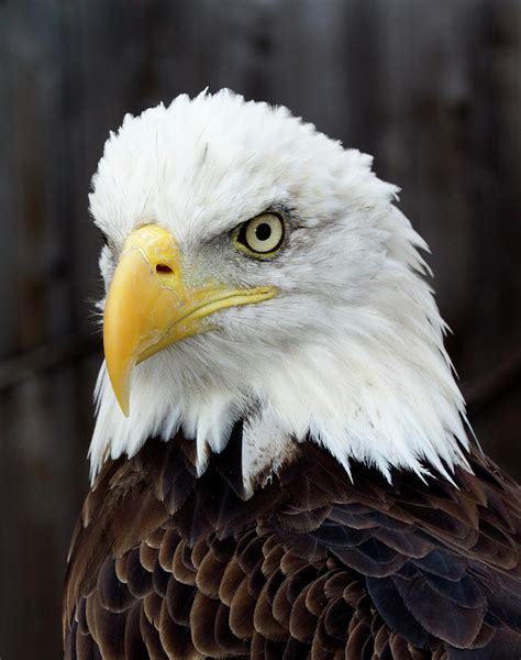 Bald Eagle Portrait Photograph By George Sanquist Pixels