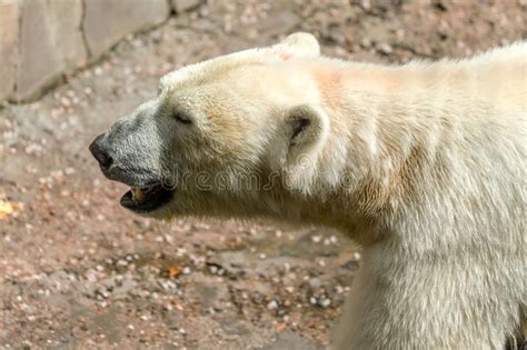 Polar Bear The White Bear Is A Typical Inhabitant Of The Arctic Stock