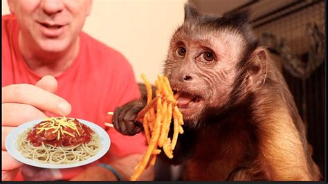 Capuchin Monkey Loves Homemade Spaghetti Youtube