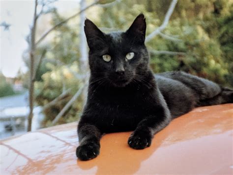 Can my dog eat mandarin oranges? The Top 21 Black Cat Breeds (With Pictures) - Pet Keen
