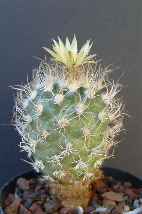 Things tagged with 'cactus' (337 things). Foudecactus.com - Site dédié aux cactus (Cactaceae) et aux ...