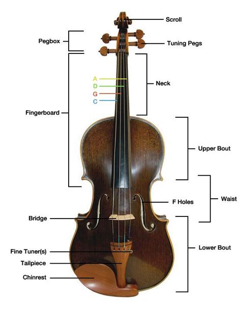 Parts Of The Viola Details And A Diagram Of The Different Parts And