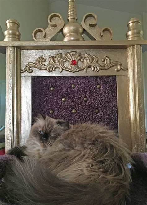 Royal Cat Throne Buy A Cat Royal Royal Throne