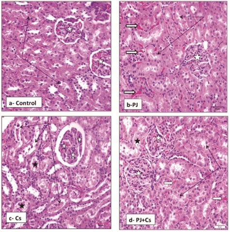 Histological Examination Of Rat Kidney Cortex Following Long Term