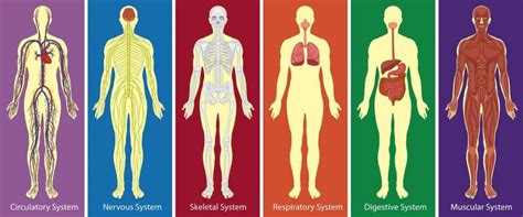 Sistemas do corpo humano Definição principais órgãos e características