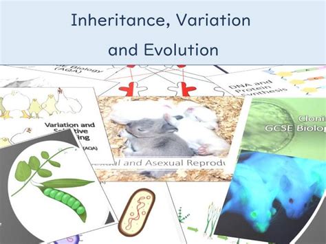 Inheritance Variation And Evolution Gcse Biology Aqa Topic 6