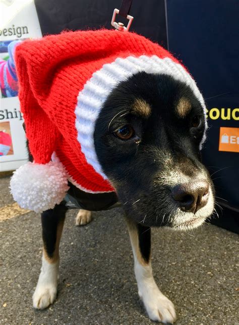 Dog Santa Hat Custom Order Greyhound Hat Maltese Hat Etsy