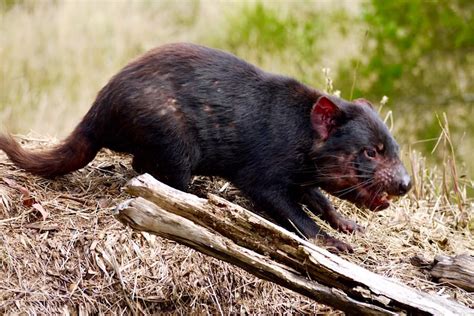Suchen sie in stockfotos und lizenzfreien bildern zum thema tasmanischer teufel von istock. Tasmanian Devil Unzoo - Tasmanische Teufel & Tasmaniens ...