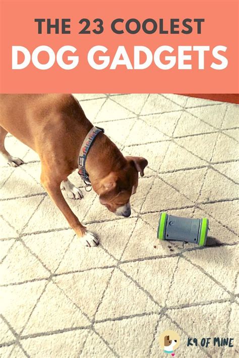 These Epic Dog Gadgets Range From Advanced Tech To Why Didnt I Think