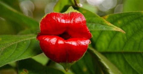 Psychotria elata (Hot Lips) | World of Flowering Plants