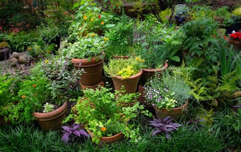 Creating Herb Gardens With Containers Merrifield Garden Center