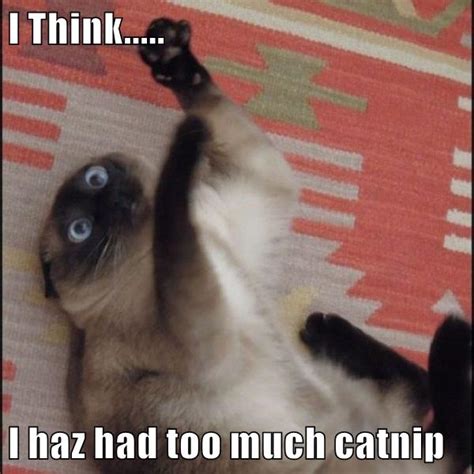 I Think I Haz Had Too Much Catnip Lolcats Lol Cat Memes Funny Cats Funny Cat