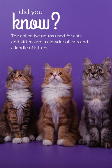 The usual word that's given as the collective term for a group of cats is clowder. Did you know that the collective nouns used for cats and ...