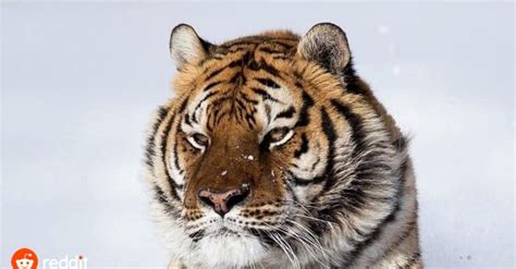 Psbattle Tiger In The Snow Photoshopbattles