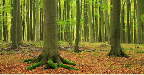 Bukowe Lasy Z Bieszczad Na Liście Światowego Dziedzictwa Unesco F5