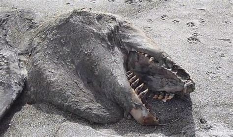 Video Strange Sea Creature Washes Up On Beach Practical Fishkeeping