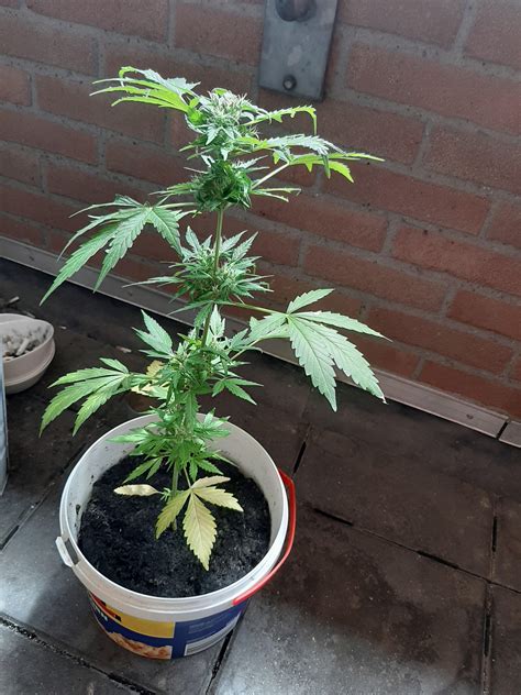 My Autoflower Started Growing Yellow Leaves And They Are Hanging Is