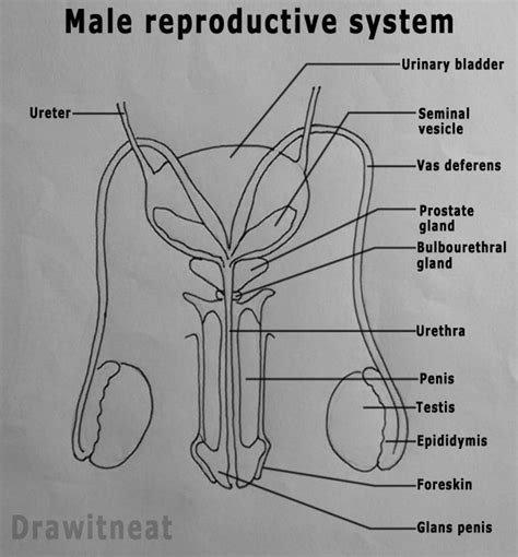 Browse our male anatomy diagram images, graphics, and designs from +79.322 free vectors graphics. Easy Steps to Draw Human Male Reproductive System Class 10 NCERT Write down each step with ...