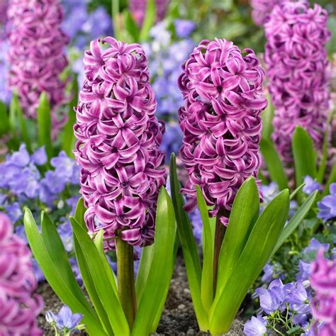 Buy Garden Hyacinth Bulbs Hyacinthus Orientalis Purple Sensation £499