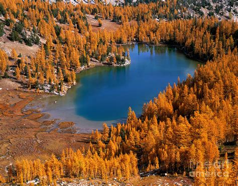 Cooney Lake Surrounded By Larch Trees Photograph By Tracy Knauer