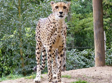 Everything You Need To Know About Pet Cheetahs Pethelpful