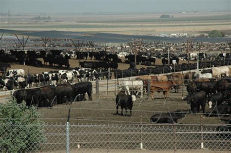 O confinamento de gado de corte permite que o criador esteja envolvido de perto em todas as etapas, desde o nascimento até o abate. Confinamento de Gado: Características Gerais | Meio ...