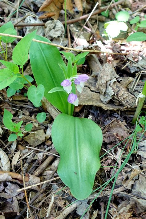 Galearis Spectabilis Wildflowers Of The National Capital Region