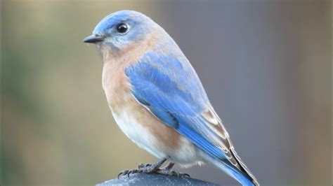 How To Attract Bluebirds To Your Yard Beginner And Advanced Tips YouTube
