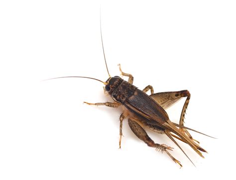 Get Rid of Crickets | Pest Control Long Island | NYC