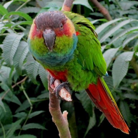 Blue Throated Conure Conure Animal Photo Macaw Parrot