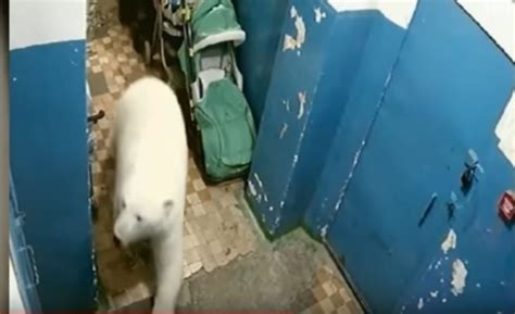 The Weather Network 50 Polar Bears Invade Russian Town Emergency