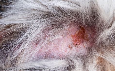Dog Skin Conditions 5 Common Issues And Their Solutions