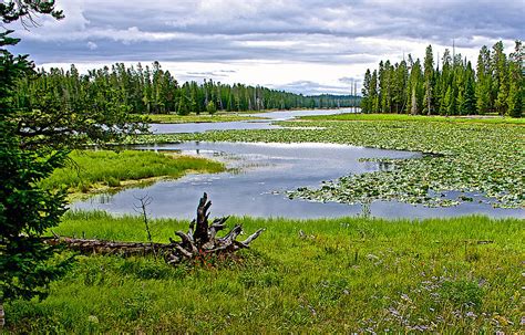 Heron Pond In Grand Teton National Park Wyoming Photograph By Ruth