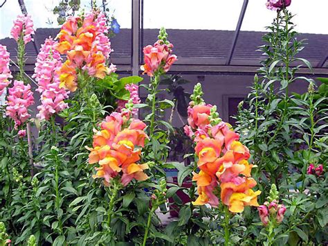 Time to brighten up those shady areas of your garden! Shade Perennials Zone 5 http://davesgarden.com/guides ...