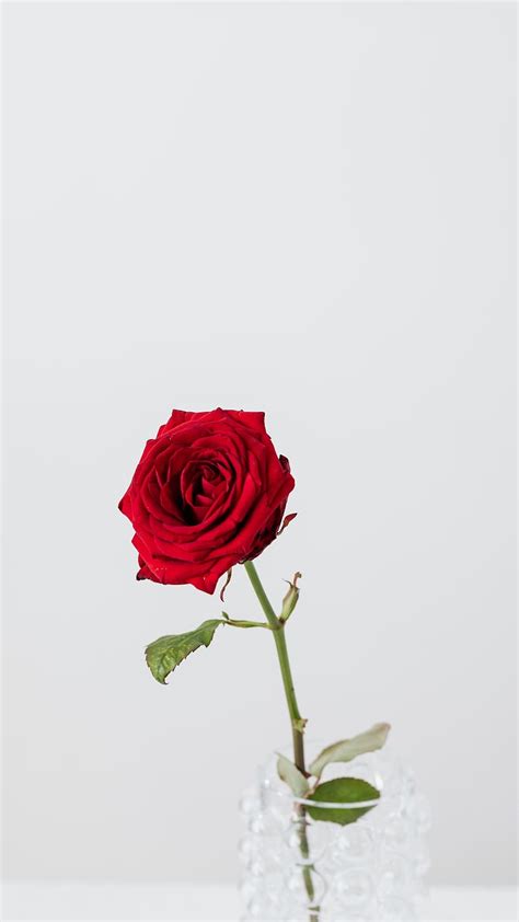 Red Rose Flower With White Background Red Rose Flower White