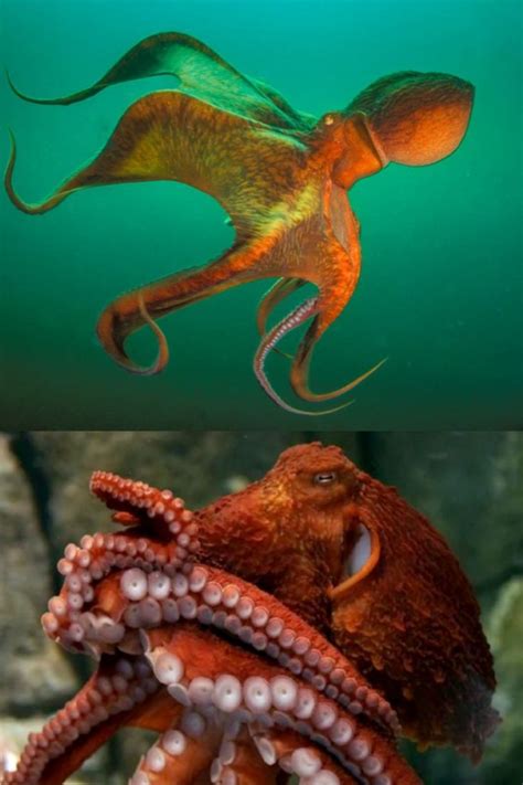 The Giant Pacific Octopus Is The Largest Octopus Species In The Ocean