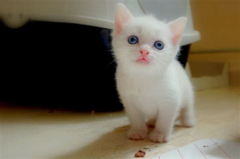 Disco Abajo Reservorio Gatos Blanco Bebes Ojos Azules Cuidados Hermano